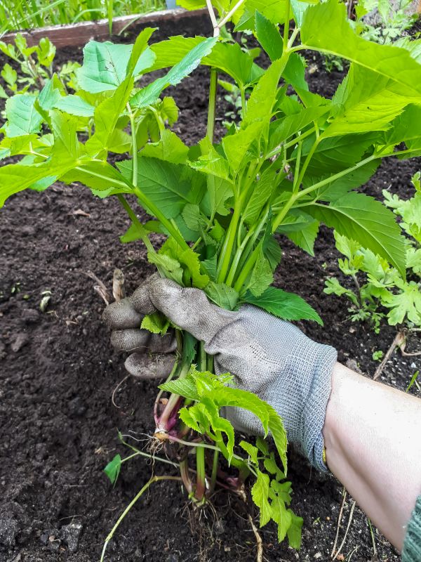 Fern Removal