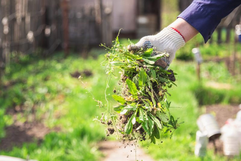 Fern Removal