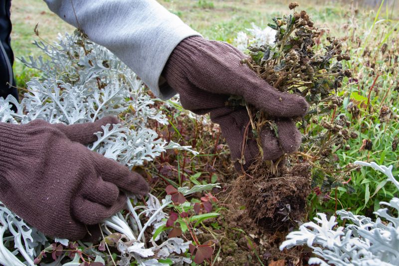 Land Cleared of Ferns