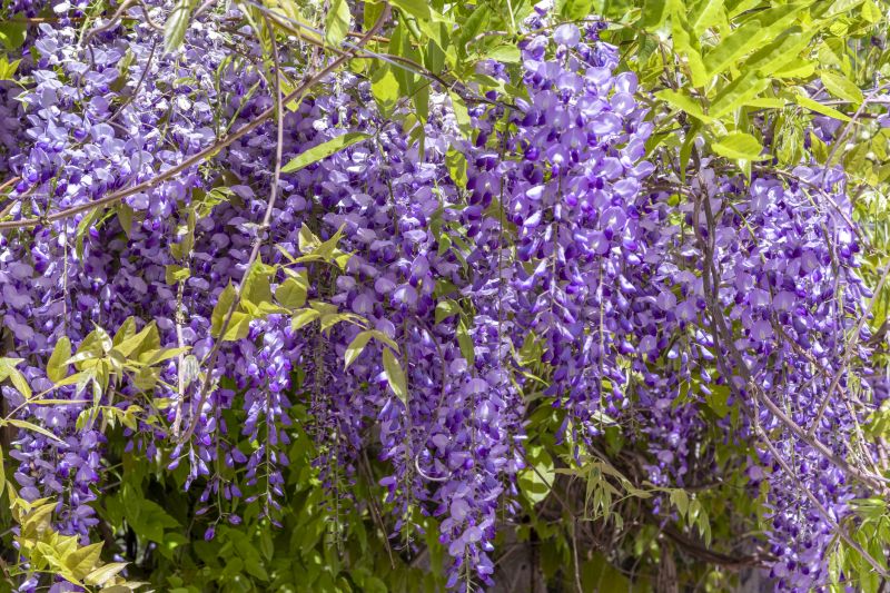 Forsythia Pruning in Aiken, SC