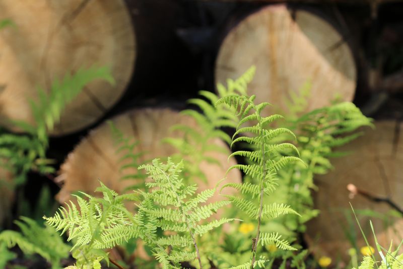 Products For Fern Removals in use