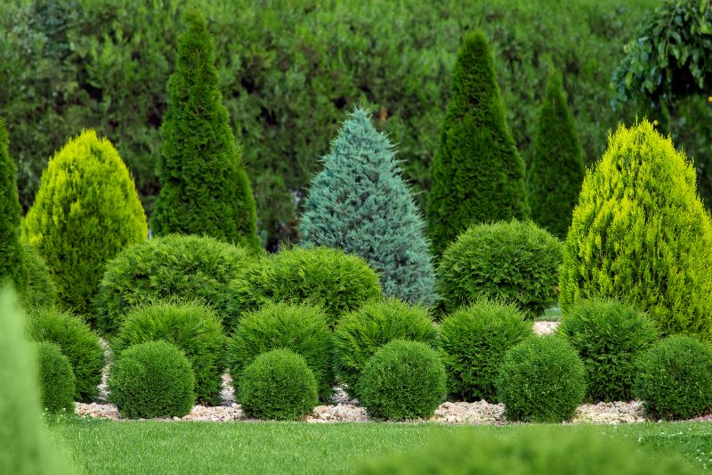 Trimmed Shrubs